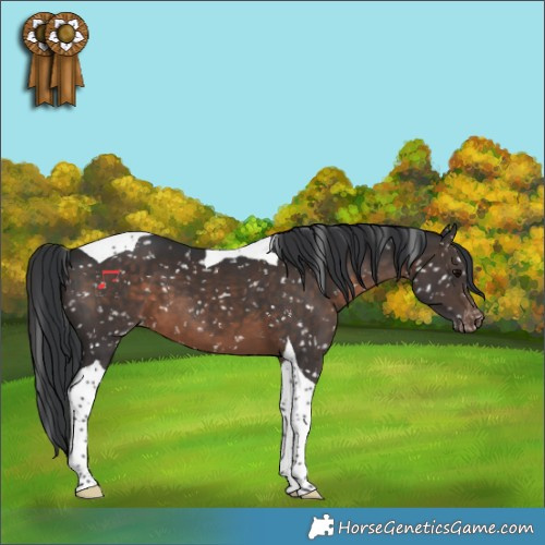 Horse Color:Brown Tobiano Snowflake Varnish 