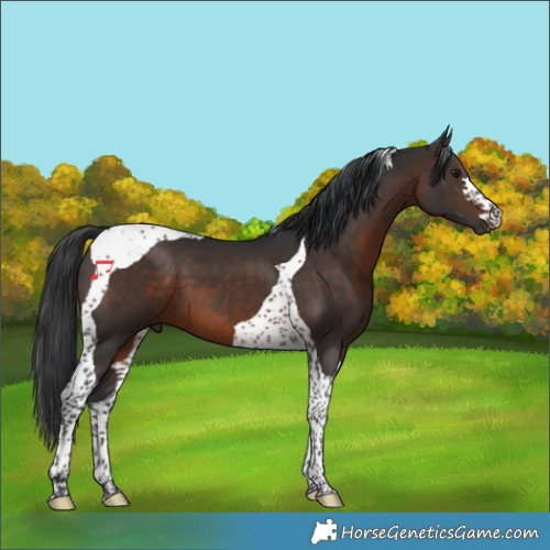 Horse Color:Brown Tobiano
