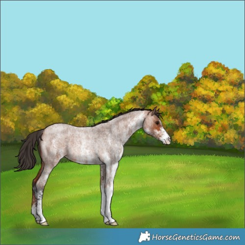 Horse Color:White Spotted Bay Roan Rabicano 