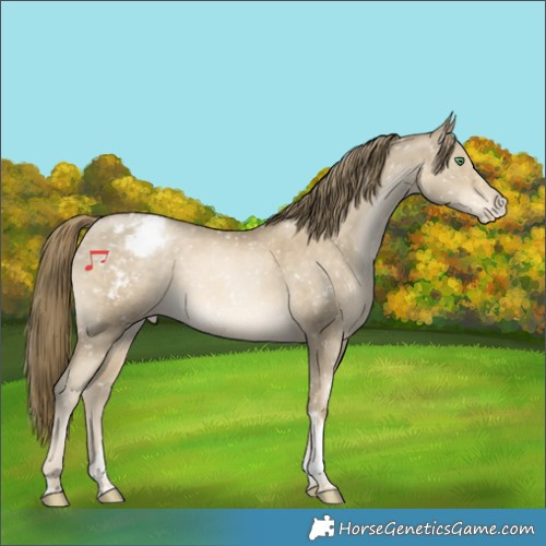 Horse Color:Smoky Black Snowdrop Tobiano Appaloosa 