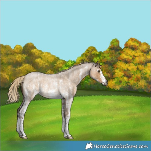 Horse Color:Gray Chocolate Palomino Roan Dun Sabino Rabicano 
