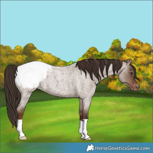 Horse Color:Liver Red Dun Roan Appaloosa