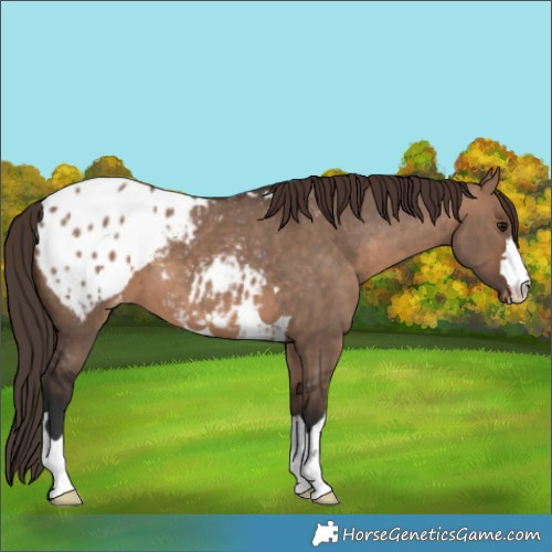 Horse Color:Brown Dun Blanket