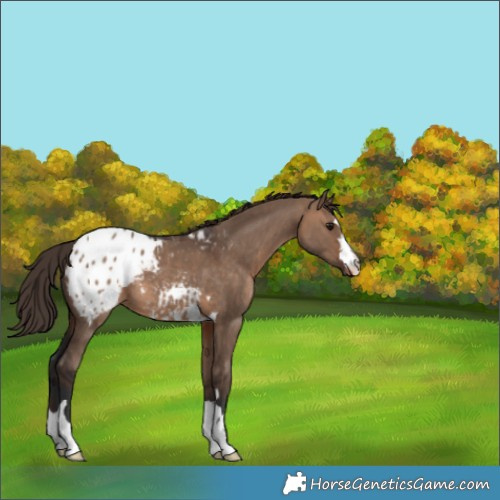 Horse Color:Brown Dun Appaloosa 