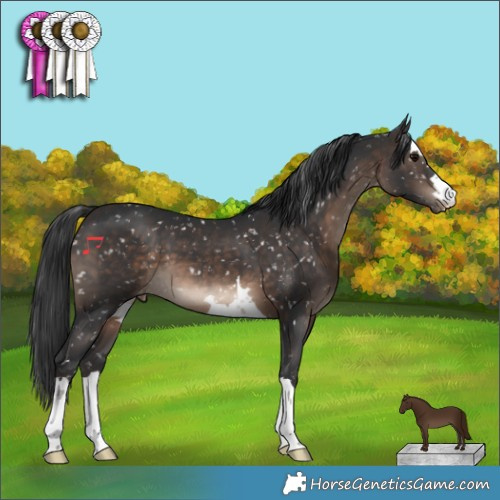 Horse Color:Brown Appaloosa