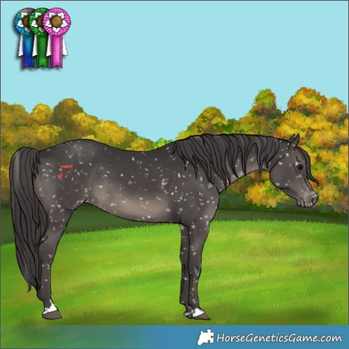 Horse Color:Smoky Black Snowflake Varnish 