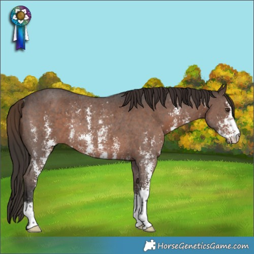 Horse Color:Liver Chestnut Sabino Rabicano 