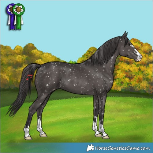 Horse Color:Smoky Black Snowflake Varnish 