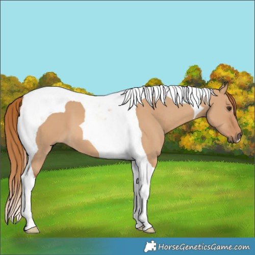 Horse Color:Red Dun Tobiano