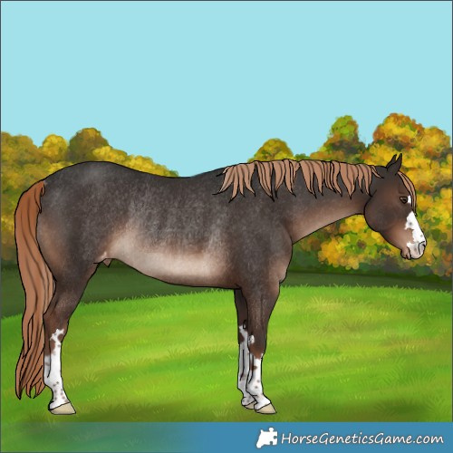 Horse Color:Liver Chestnut Varnish Rabicano 