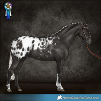 Horse Color:Liver Chestnut Mushroom Tobiano Appaloosa