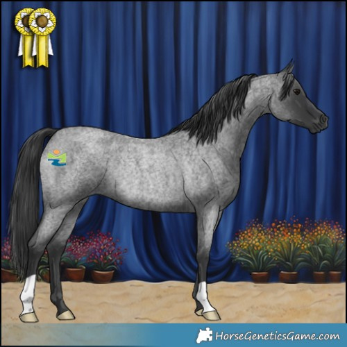 Horse Color:Blue Roan Rabicano 