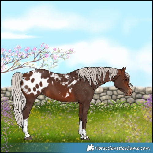 Horse Color:Silver Brown Tobiano Blanket 