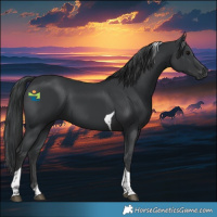 Horse Color:Black Tobiano