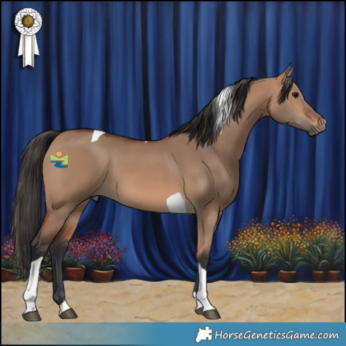 Horse Color:Bay Dun Tobiano