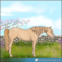 Horse Color:Gold Champagne 