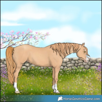 Horse Color:Gold Champagne 