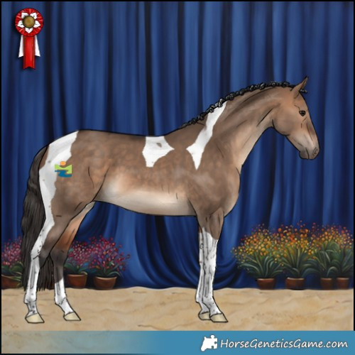 Horse Color:Bay Dun Tobiano