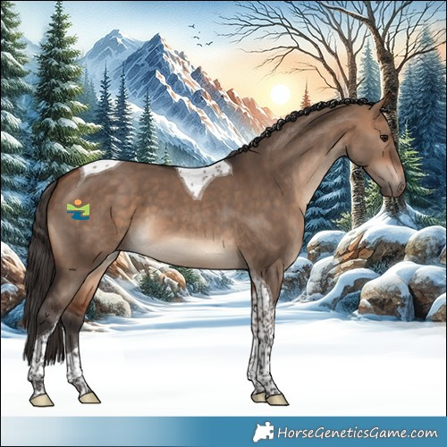Horse Color:Bay Dun Tobiano