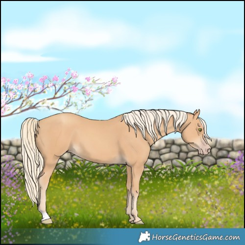 Horse Color:Gold Champagne 