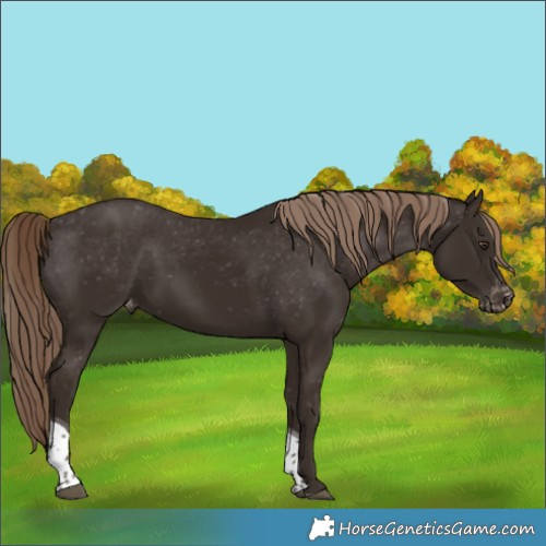 Horse Color:Liver Chestnut Tobiano Varnish