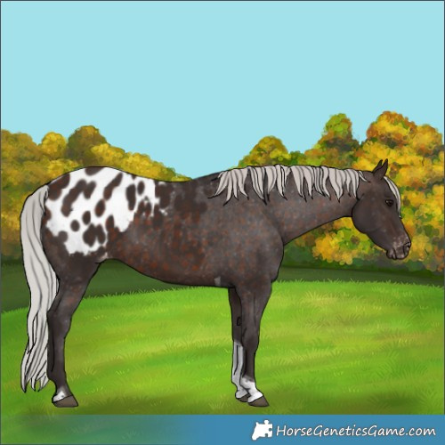 Horse Color:Silver Brown Tobiano Blanket 