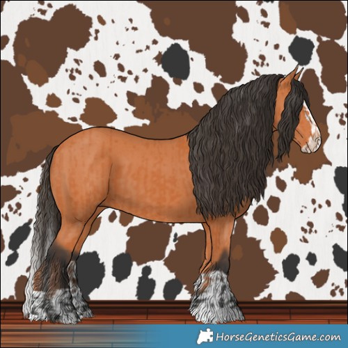 Horse Color:Bay  and Bay Splash 
