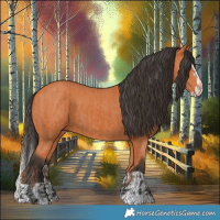 Horse Color:Bay and Bay Splash