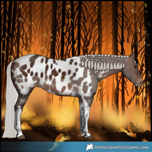 Horse Color:Silver Brown Tobiano Near Leopard 