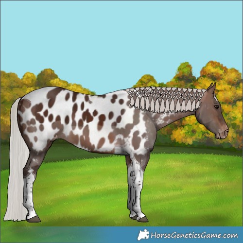 Horse Color:Silver Brown Tobiano Appaloosa