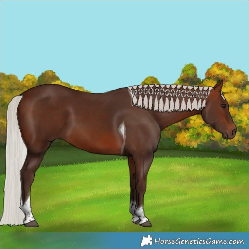 Horse Color:Silver Brown Tobiano 