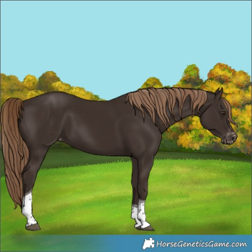 Horse Color:Liver Chestnut Tobiano Appaloosa