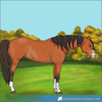 Horse Color:Bay Rabicano 