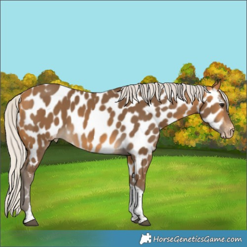 Horse Color:Silver Buckskin Tobiano Appaloosa