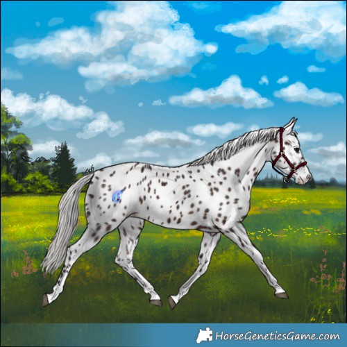 Horse Color:Silver Brown Tobiano Appaloosa