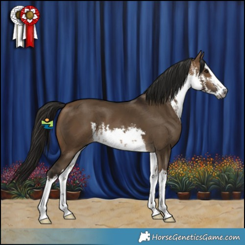 Horse Color:Gray White Spotted Bay Dun 