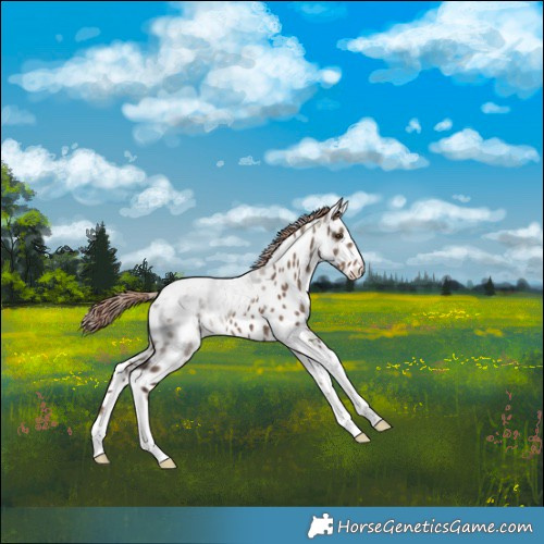 Horse Color:Liver Red Dun Tobiano Appaloosa Rabicano 