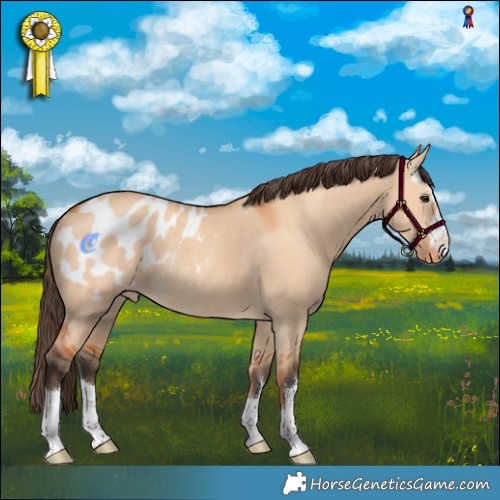Horse Color:Bay Dun Appaloosa Rabicano 