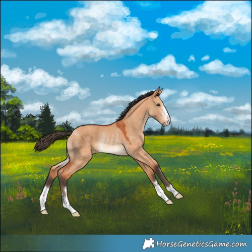 Horse Color:Bay Dun Rabicano 