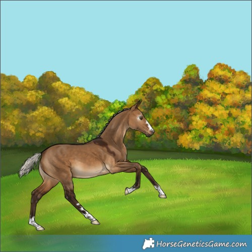 Horse Color:Gray Silver Bay Dun 
