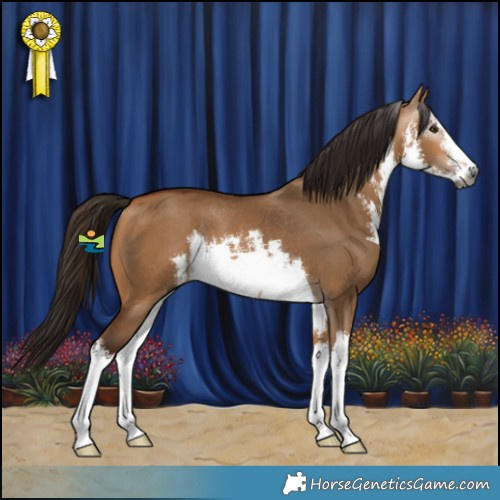 Horse Color:Gray White Spotted Bay Dun Rabicano