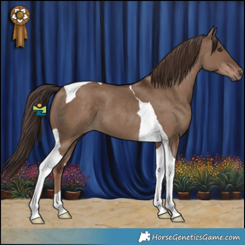 Horse Color:Liver Red Dun Tobiano 