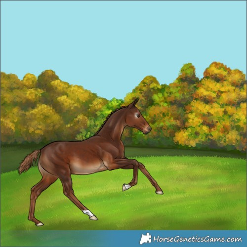 Horse Color:Gray Chestnut 
