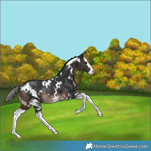 Horse Color:White Spotted Brown Splash Rabicano 