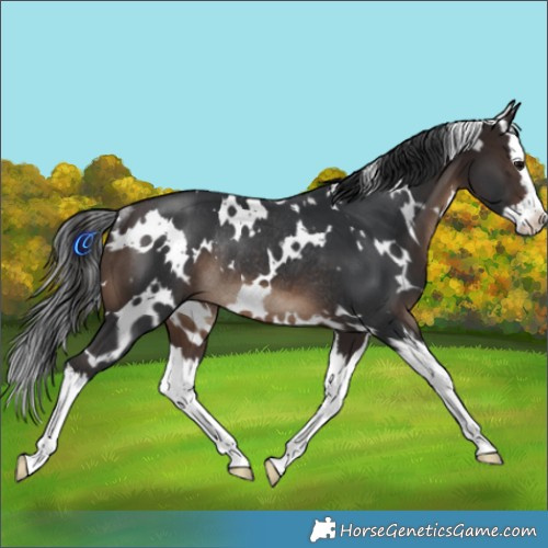 Horse Color:White Spotted Brown Splash Rabicano