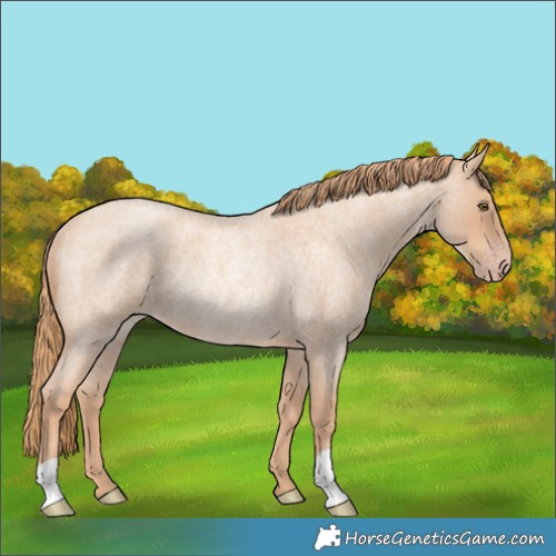 Horse Color:Gold Champagne Roan Rabicano 