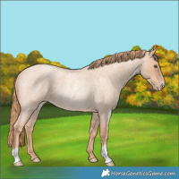 Horse Color:Gold Champagne Roan Rabicano