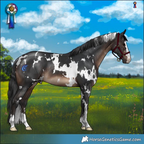Horse Color:White Spotted Brown