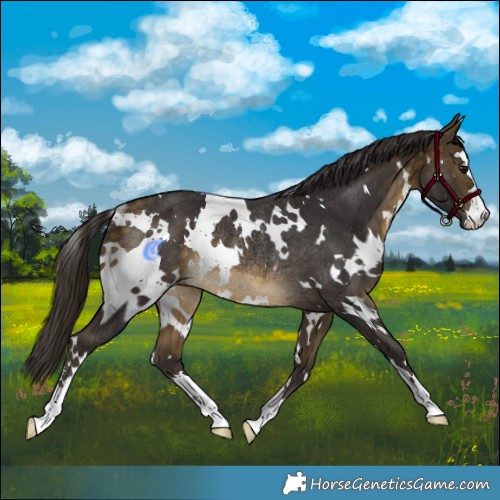 Horse Color:White Spotted Buckskin Rabicano