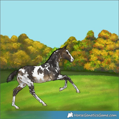 Horse Color:White Spotted Buckskin Rabicano 